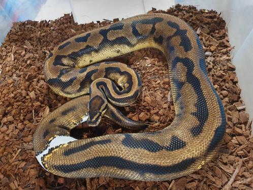 Koningspython yb piebald, Dieren en Toebehoren, Reptielen en Amfibieën, Slang