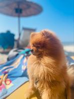 Pomeriaan dekreu (niet te koop)!, Dieren en Toebehoren, Honden | Poolhonden, Keeshonden en Oertypen, Fokker | Hobbymatig, Rabiës (hondsdolheid)