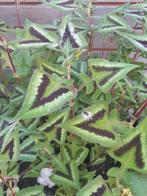 persicaria microcephala 'purple fantasy' ( duizendknoop ), Ophalen of Verzenden, Zomer, Vaste plant, Volle zon