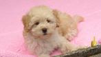 Super lieve Boompoo puppy teef te koop, Overige rassen, CDV (hondenziekte), 8 tot 15 weken, Teef