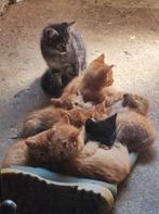 Te koop boerderijkittens, Dieren en Toebehoren, Katten en Kittens | Overige Katten, Meerdere dieren, Kortharig, 0 tot 2 jaar