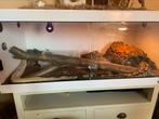 Groot terraium met pythons vandaag ophalen !!!!!!!!!!!!, Dieren en Toebehoren, Slang