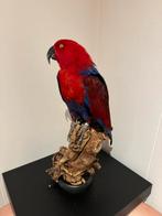 Opgezette edel papegaai rood blauw, Ophalen of Verzenden, Vogel, Opgezet dier