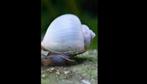 Gezocht blauwe appelslakken!!!, Dieren en Toebehoren, Vissen | Aquariumvissen, Slak of Weekdier, Zoetwatervis