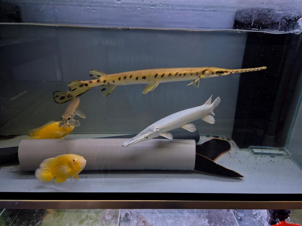 Longnose gar lepisosteus osseus, Dieren en Toebehoren, Vissen | Aquariumvissen, Vis, Zoetwatervis