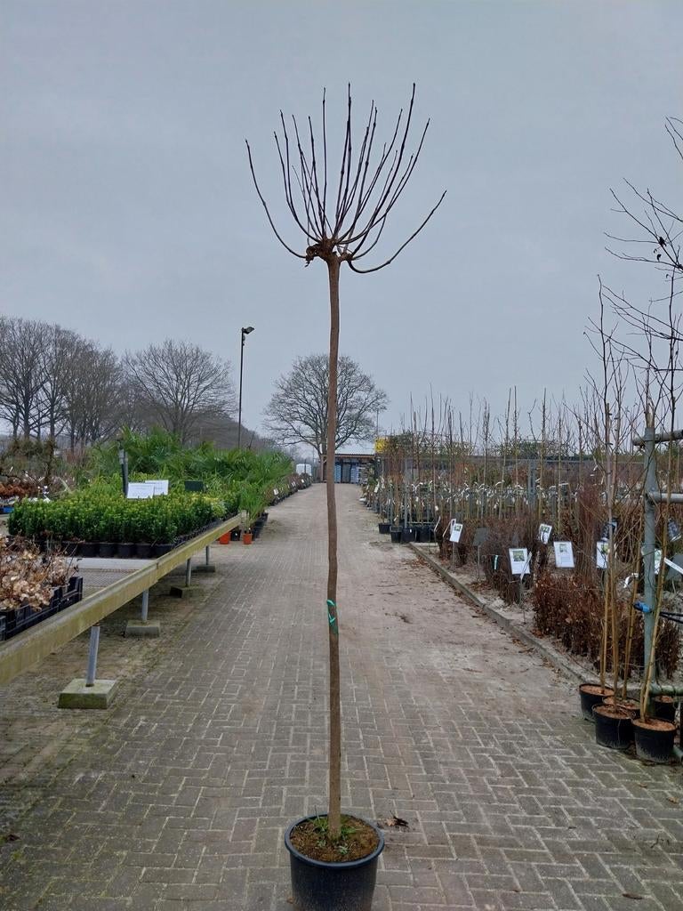 Catalpa Bignonioides 'Nana' Bolcatalpa - Bolboom, Tuin en Terras, Bloeit niet, 100 tot 250 cm, Ophalen, Volle zon