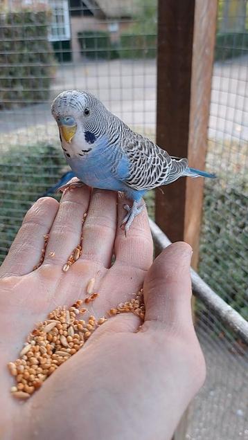 Handtamme blauwe grasparkiet man van 3,5 maand oud beschikbaar voor biedingen