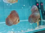 Panthera Leopard Discus, Symphysodon Discus, Vis, Zoetwatervis