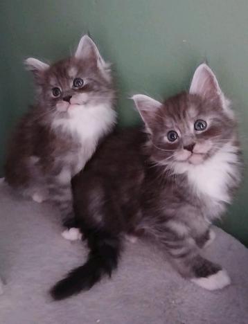Maincoon kittens. beschikbaar voor biedingen
