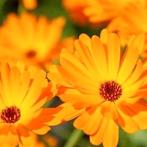 BiO zaden van goudsbloem uit eigen moestuin, Ophalen of Verzenden, Volle zon