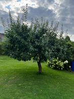Gele pruimenboom (volwassen, geeft veel fruit), Overige soorten, 250 tot 400 cm, Zomer, Ophalen