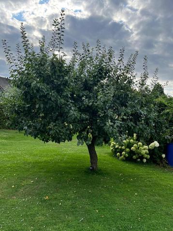 Gele pruimenboom (volwassen, geeft veel fruit) beschikbaar voor biedingen