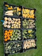 Sier pompoen zaden, Ophalen of Verzenden, Voorjaar, Volle zon, Zaad