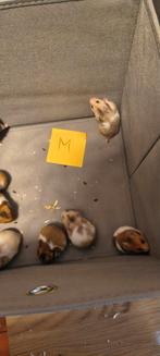 Syrische hamster babies, Dieren en Toebehoren, Hamster, Januari, Meerdere dieren, Tam