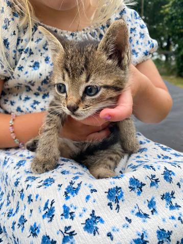 2 lieve kittens(katers)zoeken een mooi huisje beschikbaar voor biedingen