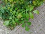 Notenboom, walnotenboom, okkernoot, Juglans regia, Ophalen, Volle zon, Overige soorten, Minder dan 100 cm