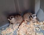 Stokstaartjes paartje beschikbaar, Dieren en Toebehoren, Overige Dieren, April, Meerdere dieren