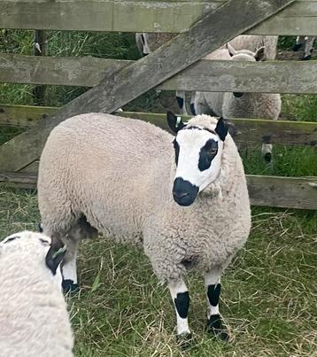 Te koop Kerry Hill Ram,  zwoegervrij beschikbaar voor biedingen