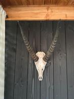Skull, Ophalen, Zo goed als nieuw, Beeldje of Figuurtje