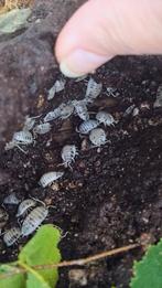 Isopods, Overige soorten