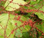 Persicaria virginiana filiformis, grote plant., Ophalen, Vaste plant, Overige soorten