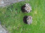 2 grote hosta planten, Tuin en Terras, Vaste plant, Halfschaduw, Zomer, Ophalen