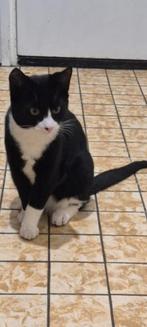 Gratis af te halen, zwart witte kat, 4 maanden oud.