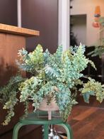 Blue star fern (blauwvaren) in Ferm Living Bau bloempot, Huis en Inrichting, Ophalen, Overige soorten, In pot, Minder dan 100 cm