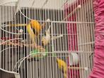 6 mooie Kanaries te koop, Dieren en Toebehoren, Vogels | Kanaries, Meerdere dieren