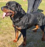 Dekreu rottweiler, Rabiës (hondsdolheid), Reu, 1 tot 2 jaar, Eén hond