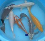 HQ Import koi 25 / 30 cm bij Koidream in Valburg, Karper of Koi