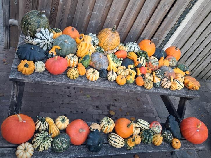 Pompoenen en Kalebassen 1+1 GRATIS, Tuin en Terras, Tuinwanddecoratie, Nieuw, Ophalen