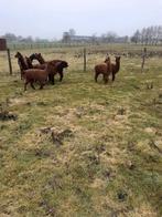 Te koop prachtige jonge alpaca hengstjes, Dieren en Toebehoren, Overige Dieren, Augustus, Mannelijk