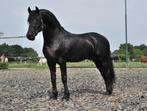 te koop een friese hengst, Dieren en Toebehoren, Z, Gechipt, Dressuurpaard, Hengst