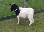 Bok, Dieren en Toebehoren, Schapen, Geiten en Varkens, Mannelijk, Geit