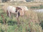 Begrazing voor merries en veulens, Opfok