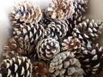 1 x 40 mooie droge natuurlijke DENNENAPPELS 8 cm ( X ), Hobby en Vrije tijd, Knutselen, Ophalen of Verzenden, Nieuw, Materiaal