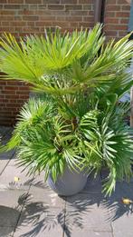 Groot exemplaar van de Palm Chamaerops Humilis Vulcano, Ophalen, Bloeit niet, Overige soorten, Volle zon