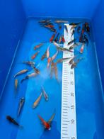 Japankoi vanaf 10€ 08-10cm Otskua Mix, Dieren en Toebehoren, Vissen | Vijvervissen, Karper of Koi