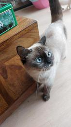 Britsekoorthaa choco point ontvloeit & ontwormen, Dieren en Toebehoren, Katten en Kittens | Dekkaters, 0 tot 2 jaar