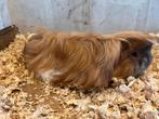 Te koop cavia peruvian beerje, Dieren en Toebehoren, Knaagdieren, Oktober, Mannelijk, Cavia