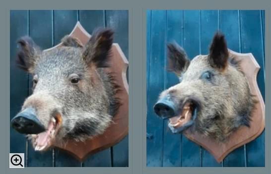 Oude Vintage Opgezette Everzwijn Wildzwijn Zwijn Jachttrofee, Verzamelen, Dierenverzamelingen, Gebruikt, Opgezet dier, Vogel, Ophalen of Verzenden