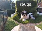 Te koop mooie kleinblijvende speelse boomer  pups, CDV (hondenziekte), 8 tot 15 weken, Meerdere, Nederland