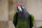 Pionus Menstruus | Getest | Baby's | Handtam, Meerdere dieren, Papegaai, Pratend