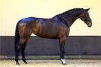 PAARD GEZOCHT!, Verzenden