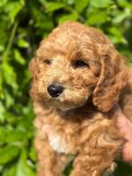Mini doodle pups labradoodle mogen verhuizen, Dieren en Toebehoren, Overige rassen, CDV (hondenziekte), 8 tot 15 weken, Meerdere