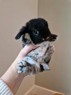 4 lieve baby knuffel konijnen NHD - otter zwart - tam!, Dieren en Toebehoren, Konijnen, Meerdere dieren, Dwerg, Hangoor, 0 tot 2 jaar