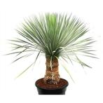 Yucca Rostrata - Palmlelie g97516, Tuin en Terras, Planten | Tuinplanten, Ophalen of Verzenden
