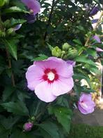Hibiscus rose, Vaste plant, Halfschaduw, Zomer, Ophalen