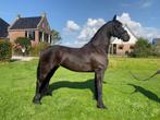 Mooie grote friese merrie, Dieren en Toebehoren, Paarden, Merrie, Gechipt, Dressuurpaard, 3 tot 6 jaar